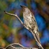 Lalocnatka mala - Anthochaera chrysoptera - Little Wattlebird o0722